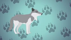 High Five Facts - Wolves
 Choca Esos Cinco - Lobos Instructional Video