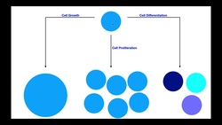 Cell Growth VS Cell Proliferation VS Cell Differentiation Instructional Video