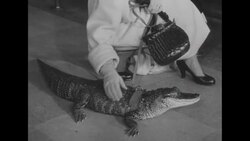 Fashions from animals News Clip