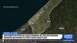 Deforestation of Gaza for food, fuel due to lack of humanitarian aid News Clip