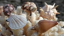 Seashell beach Sunlights hd footage Stock Footage