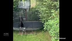 #TheMoment two bears get busted on a backyard trampoline News Clip