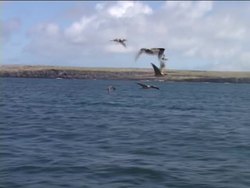 The Life of Birds: Video Review Instructional Video