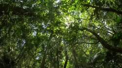 Exploring the Layers of a Tropical Rainforest Instructional Video