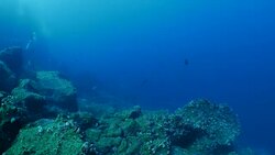 Scalloped Hammerhead shark swimming at deep reef Stock Footage