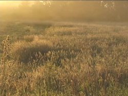 Exploring Grassland Biomes: Grasslands Around the World Instructional Video
