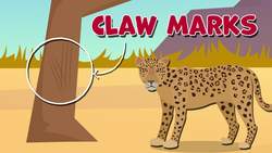 Leopard Facts Instructional Video