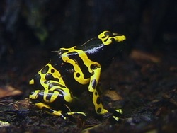 Ciclos de vida: ciclo de vida de los anfibios Instructional Video