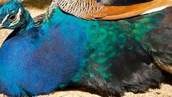 Elegant wild exotic bird with colorful artistic feathers. Close up of peacock textured plumage. Flying Indian green peafowl (Pavo cristatus) in real nature, vibrant pattern of luminous tail and wings. Stock Footage