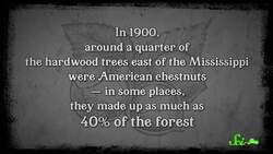 Terrific Trees: A SciShow #TeamTrees Compilation Instructional Video