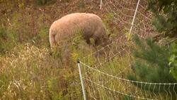 Meet Charlottetown's new grass-cutting crew: grazing sheep News Clip