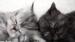 Beethoven | Fur Elise | Lullabies for Babies | Lullaby Music for Babies | The Kiboomers Instructional Video