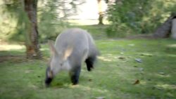 Meet One of the Most Diverse Members of the Animal Kingdom! Instructional Video