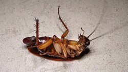 Roaches Stock Footage