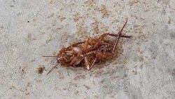 The dead of Cockroach and ants Stock Footage