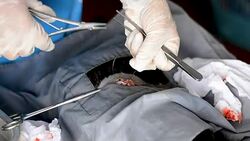 Vet doing the operation for sterilization. The cat on the operating table in a local clinic. Cat in a veterinary surgery , Stock Footage