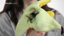 How to Pick a Sugar Glider Breeder Instructional Video