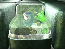 Células: células de plantas y animales Instructional Video