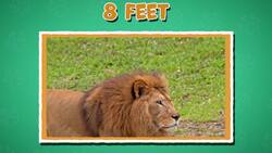 High Five Facts - Largest Cats Instructional Video