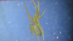 Atmosphere of Halloween Stock Footage