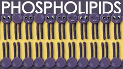 Phospholipids: types, structure and function Instructional Video