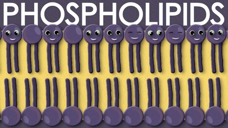 Phospholipids: types, structure and function