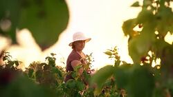 An elderly woman collects raspberries at sunset. Organic food. Stock Footage
