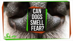Can Dogs Smell Fear? Instructional Video