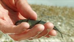 Everglades National Park - Fish Biologist and Nonnative Brown Hoplo Instructional Video