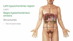 Regions of the abdomen Instructional Video