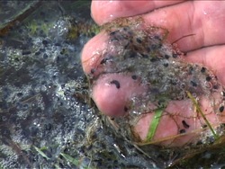 Los ciclos de los seres vivos: ciclo de la vida de los animales Instructional Video