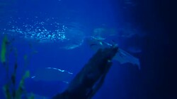 Sunlight through underwater and tropical fish Stock Footage