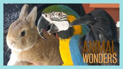 Animal Updates: Rook, Joy, and Cheeks Instructional Video