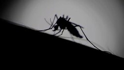 Close-up of a mosquito sucking blood on human skin, Mosquito is carrier of Malaria/ Encephalitis/ Dengue, Macro shot Stock Footage