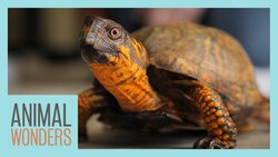 Rescuing a 90-Year-Old Turtle! Instructional Video