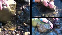 PINCHED! One Crabby Lesson! Instructional Video