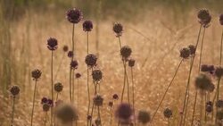 Purple flowers of wild garlic Stock Footage