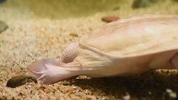 aquatic organisms Stock Footage