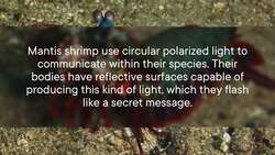 Seeing Like Mantis Shrimp to Spot Cancer Instructional Video