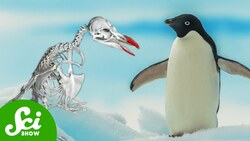 What Penguin Bones Can Tell Us About Dying Glaciers Instructional Video