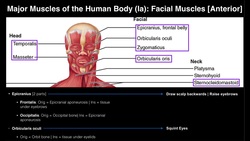Identifying Important Facial Muscles Instructional Video