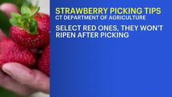 Connecticut kicks off strawberry season with picking tips News Clip