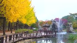 View of Nami Island in autumn of South Korea Stock Footage