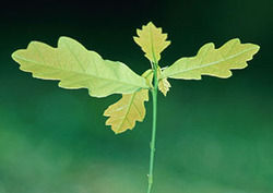 Auxina Instructional Video