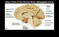 Anatomy - Major Parts of the Brain [Midsagittal View] Instructional Video