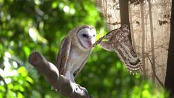 I WONDER - Why Do Owls Make Pellets? Me Pregunto - Por Qué Las Lechuzas Hacen Bolas De Pelos? Instructional Video