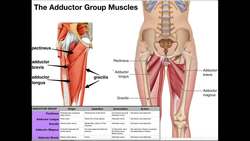 Adductor Group - Origins, Actions, Innervations, & Actions Instructional Video
