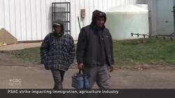 Impacts of federal public workers strike could be felt for months News Clip