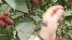 Indigenous tribe turns to tourism to keep traditions alive Instructional Video