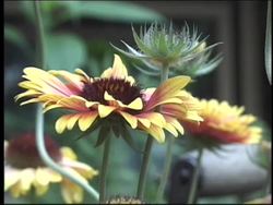 Plant Structure and Function: Summing Up Instructional Video